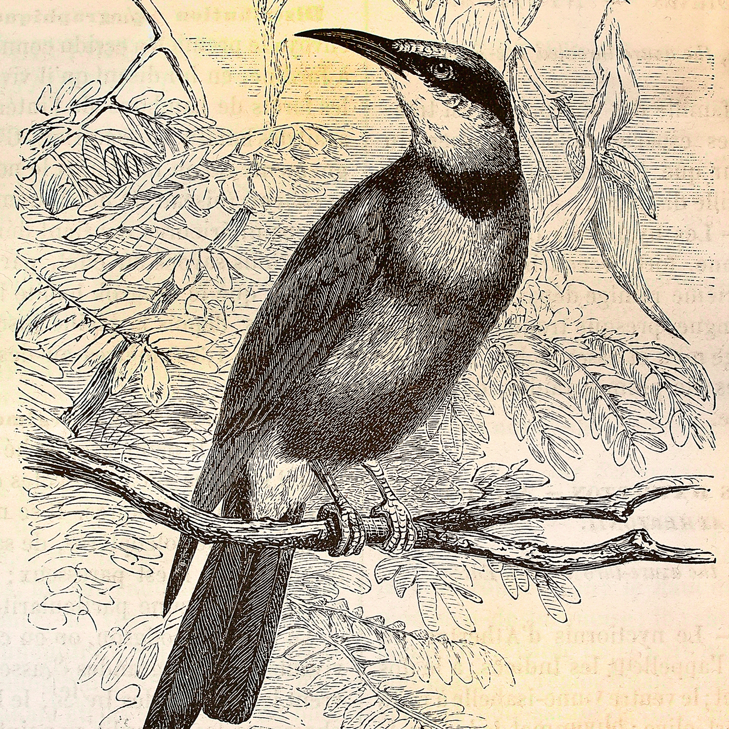 Walls By Patel | Carta da Parati Vintage Birds 2