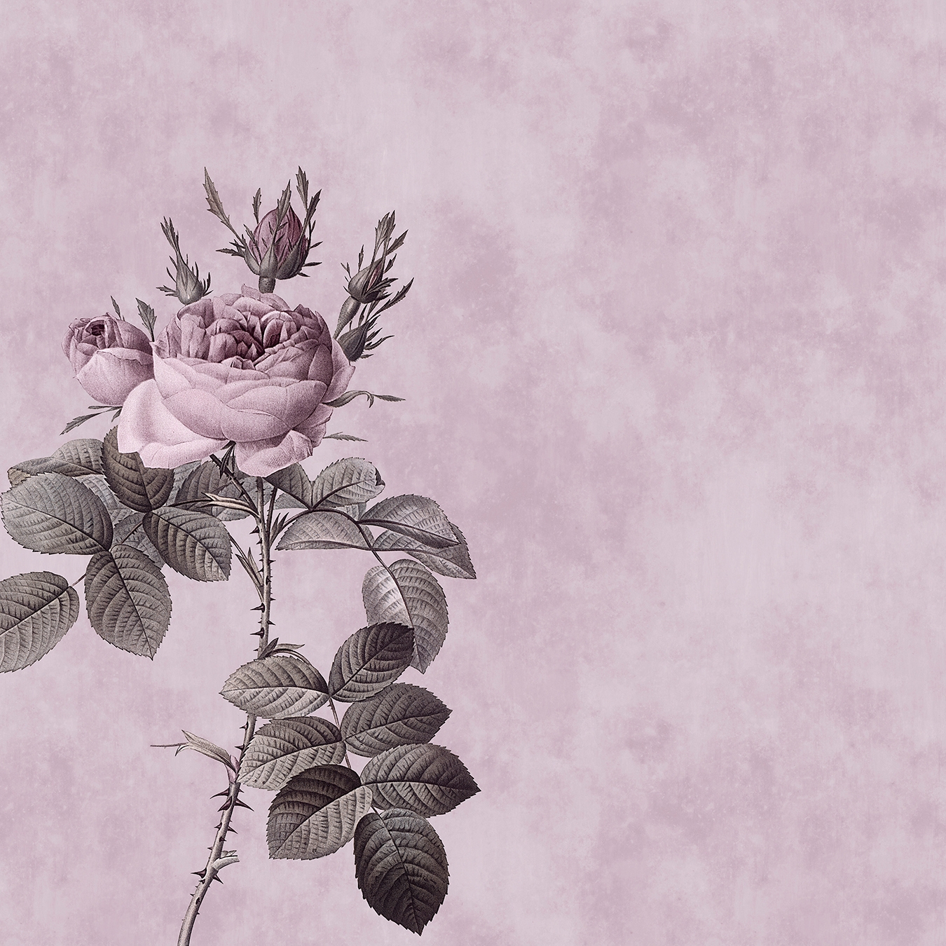 Mostrar el producto Walls By Patel | Papel Pintado Rose 1 del fabricante Architects Paper