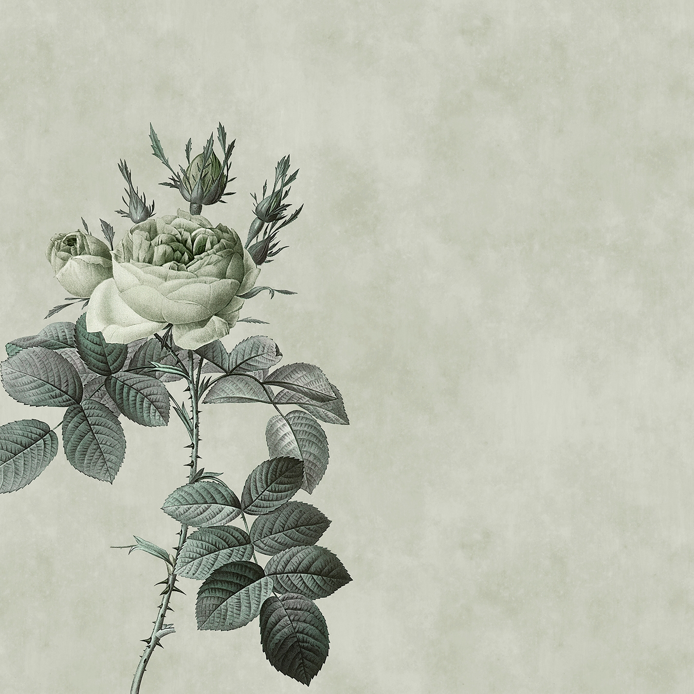 Walls By Patel | Papel Pintado Rose 2