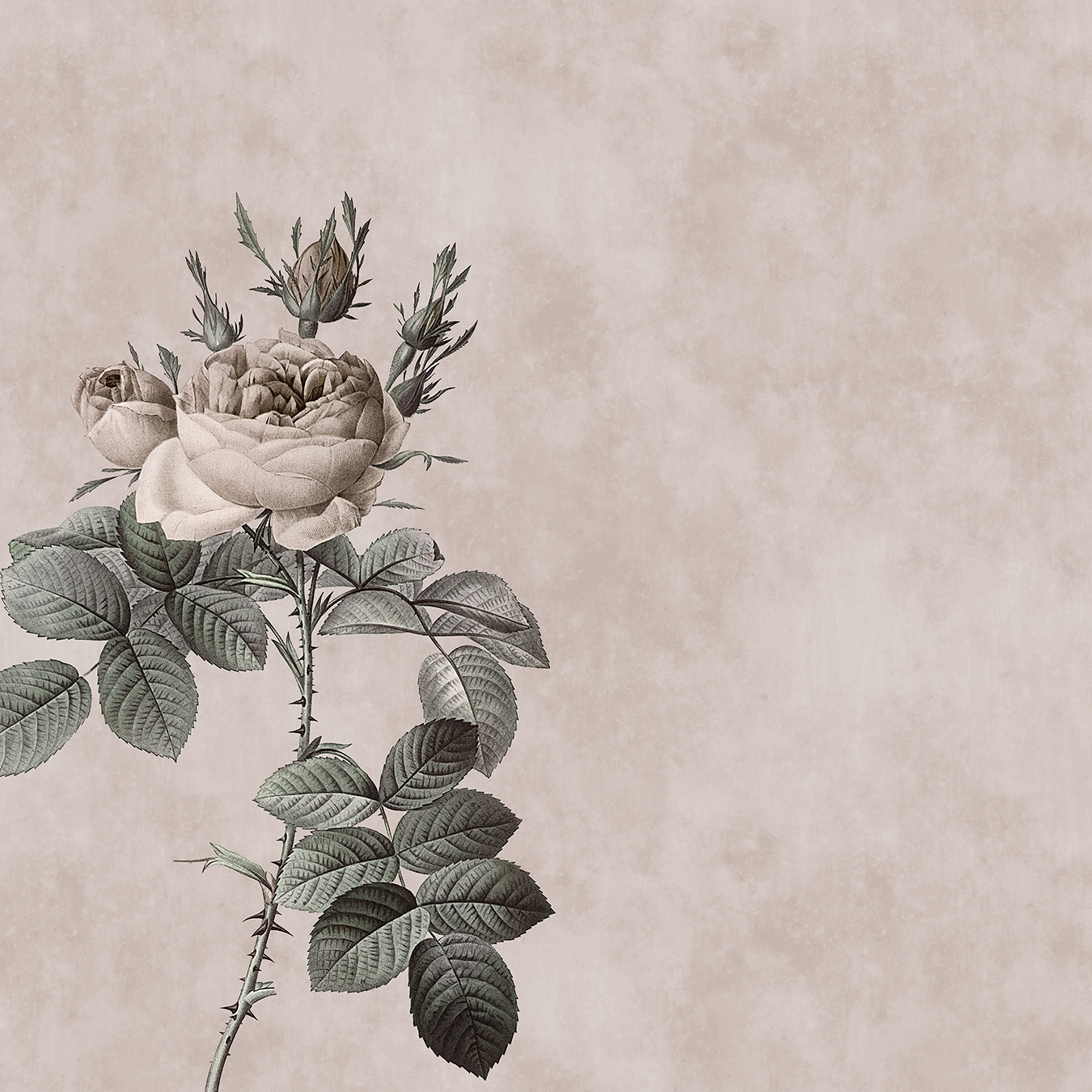 Walls By Patel | Papel Pintado Rose 3