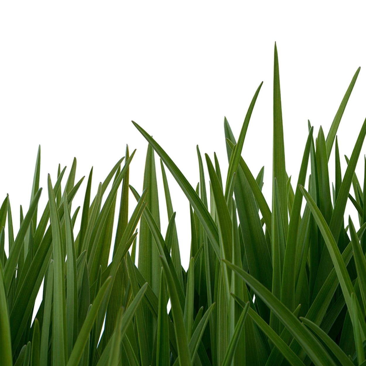 Produkt Ap Digital 3 | Wallpaper 471806 Greengrassdeta des Herstellers Architects Paper anzeigen