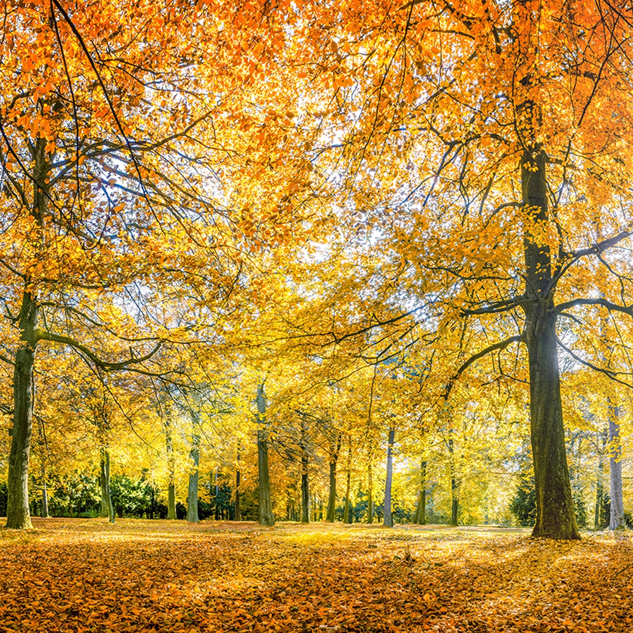 Display product Ap Digital 3 | Wallpaper 471832 Autumnforest from manufacturer Architects Paper
