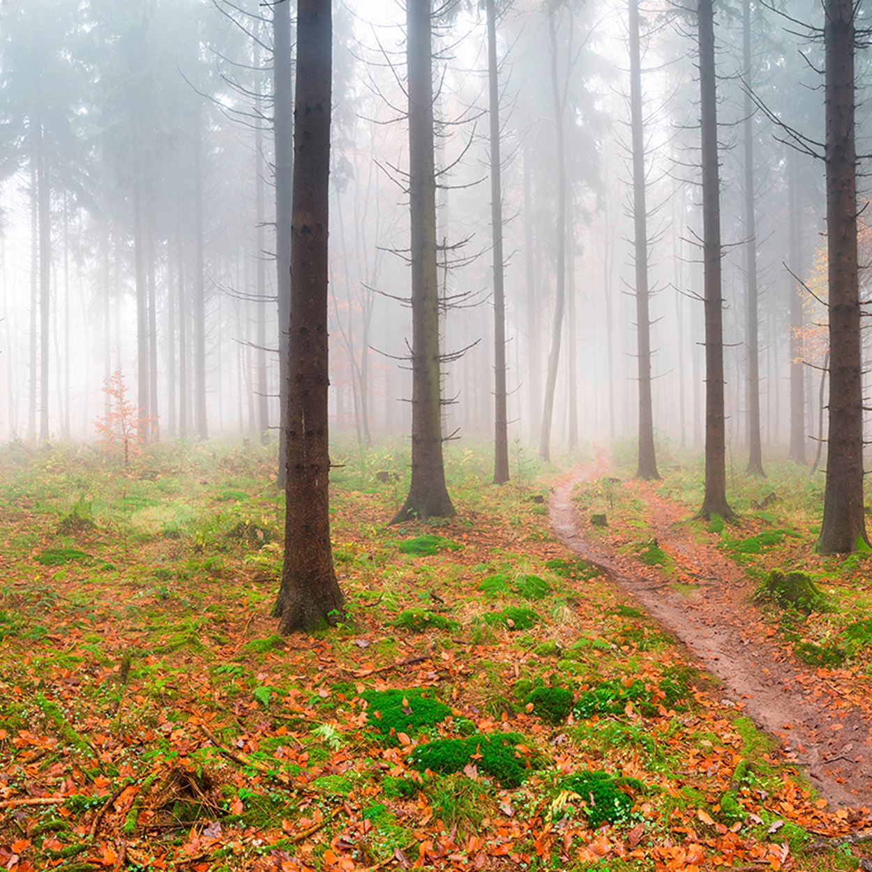 Afficher le produit Ap Digital 3 | Papier Peint 471837 Fog In Forest du fabricant Architects Paper