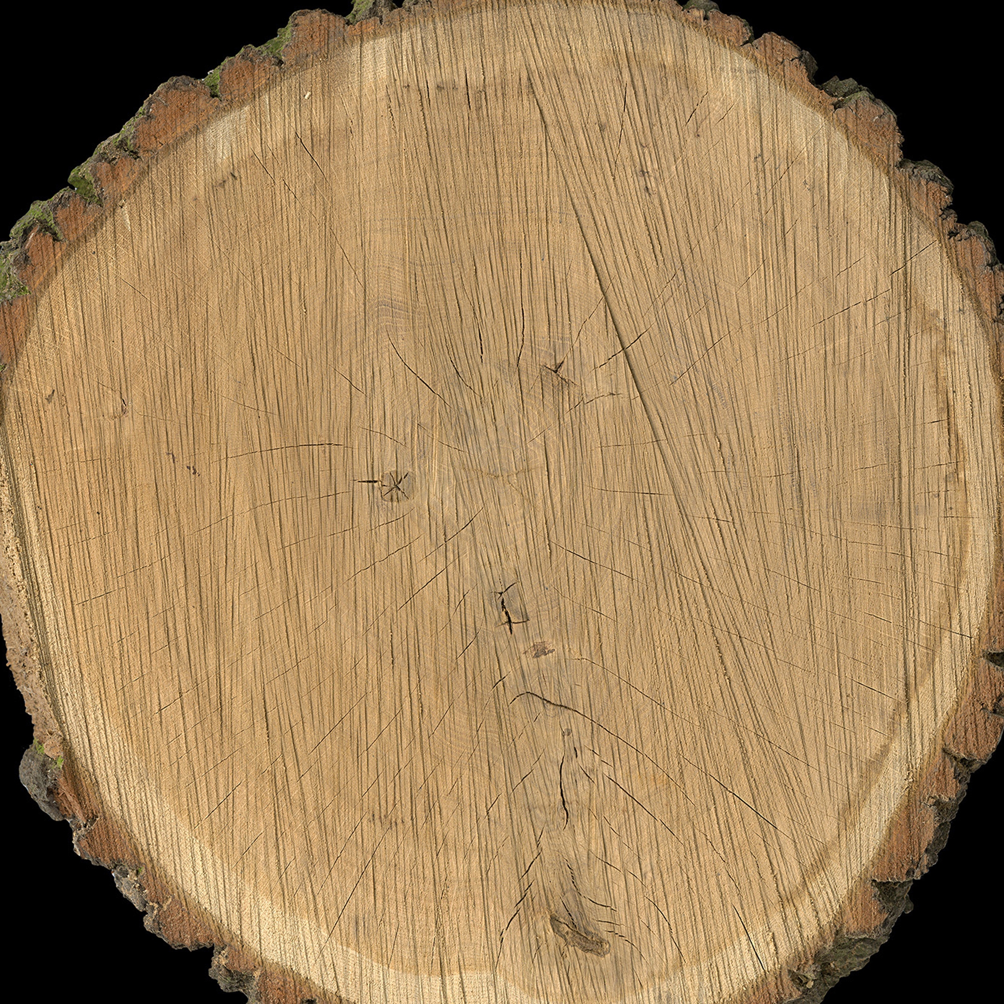 Display product Ap Digital 4 | Wallpaper DD108675 Oak Slice from manufacturer Architects Paper