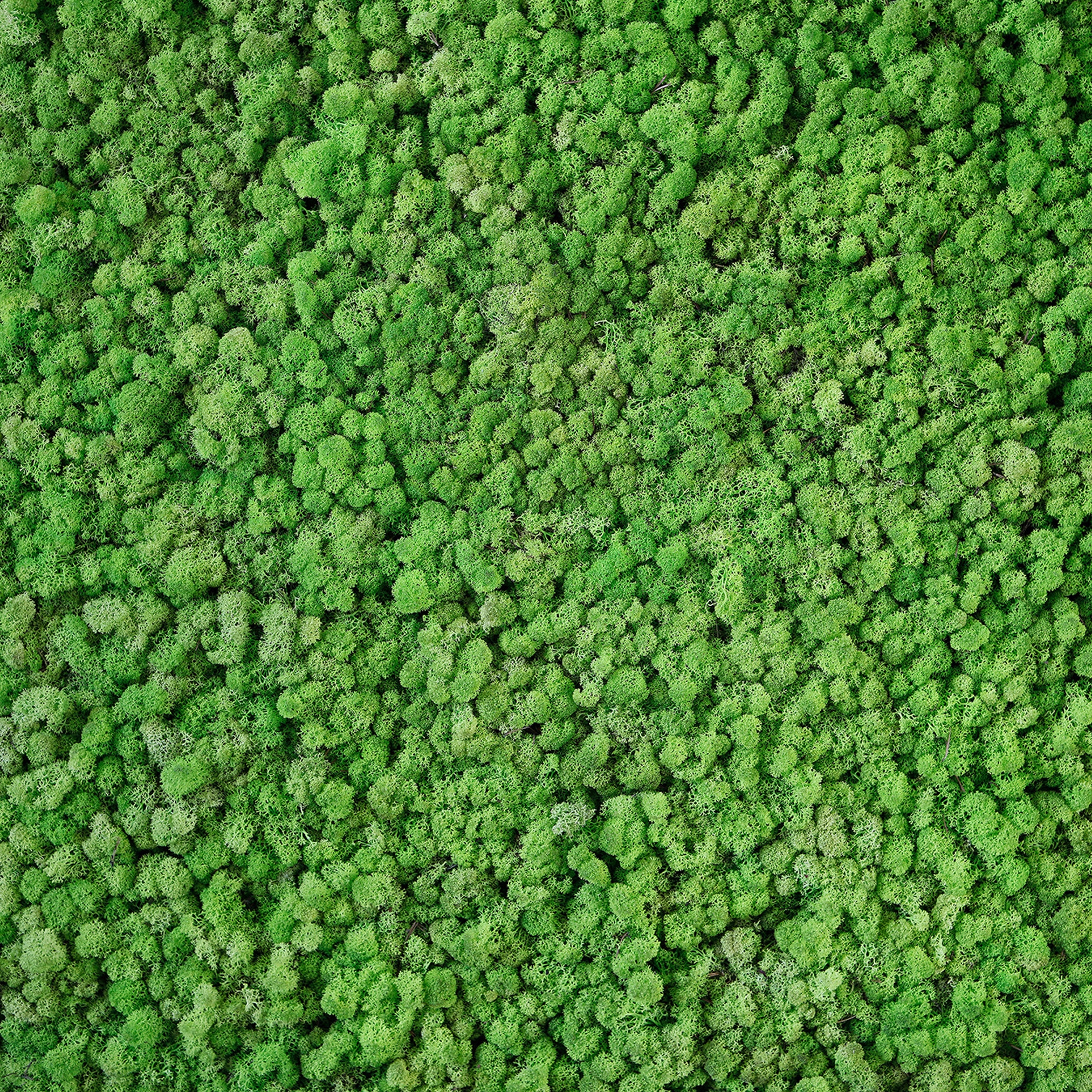 Mostra il prodotto Ap Digital 4 | Wallpaper DD108835 Real Moss del produttore Architects Paper