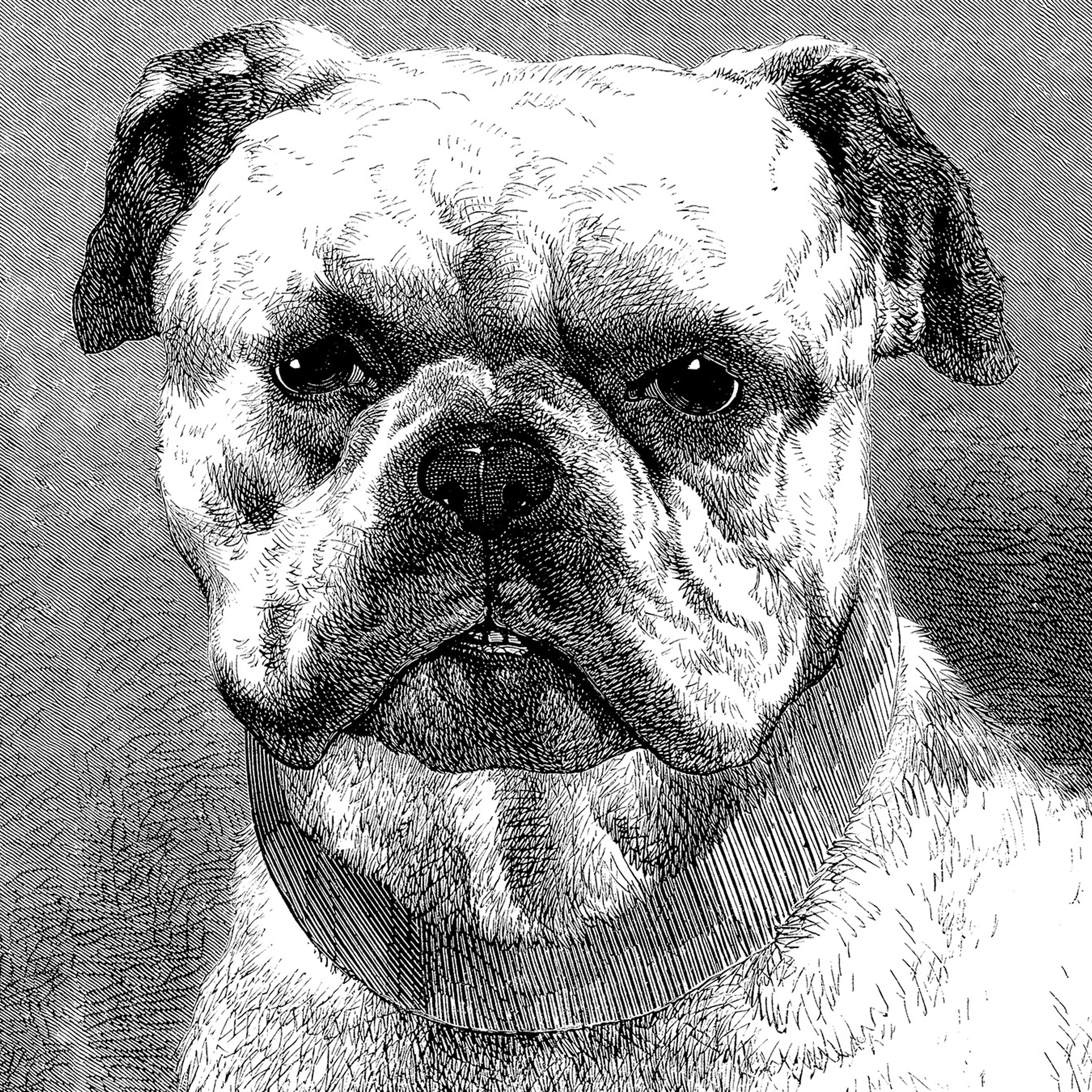 Display product Ap Digital 4 | Wallpaper DD108930 Bulldog from manufacturer Architects Paper