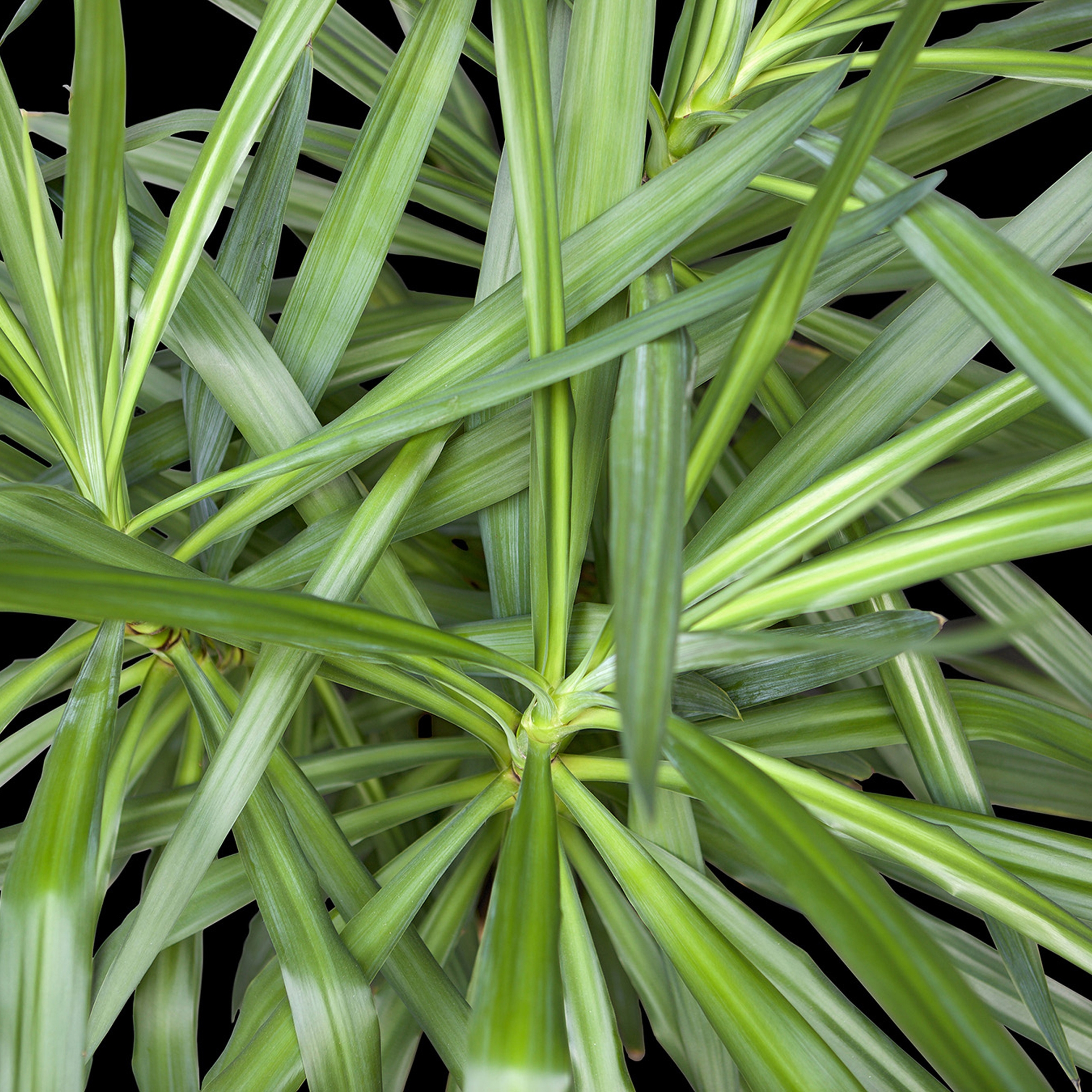 Mostra il prodotto Ap Digital 4 | Wallpaper DD109150 Jungle Plant 1 del produttore Architects Paper
