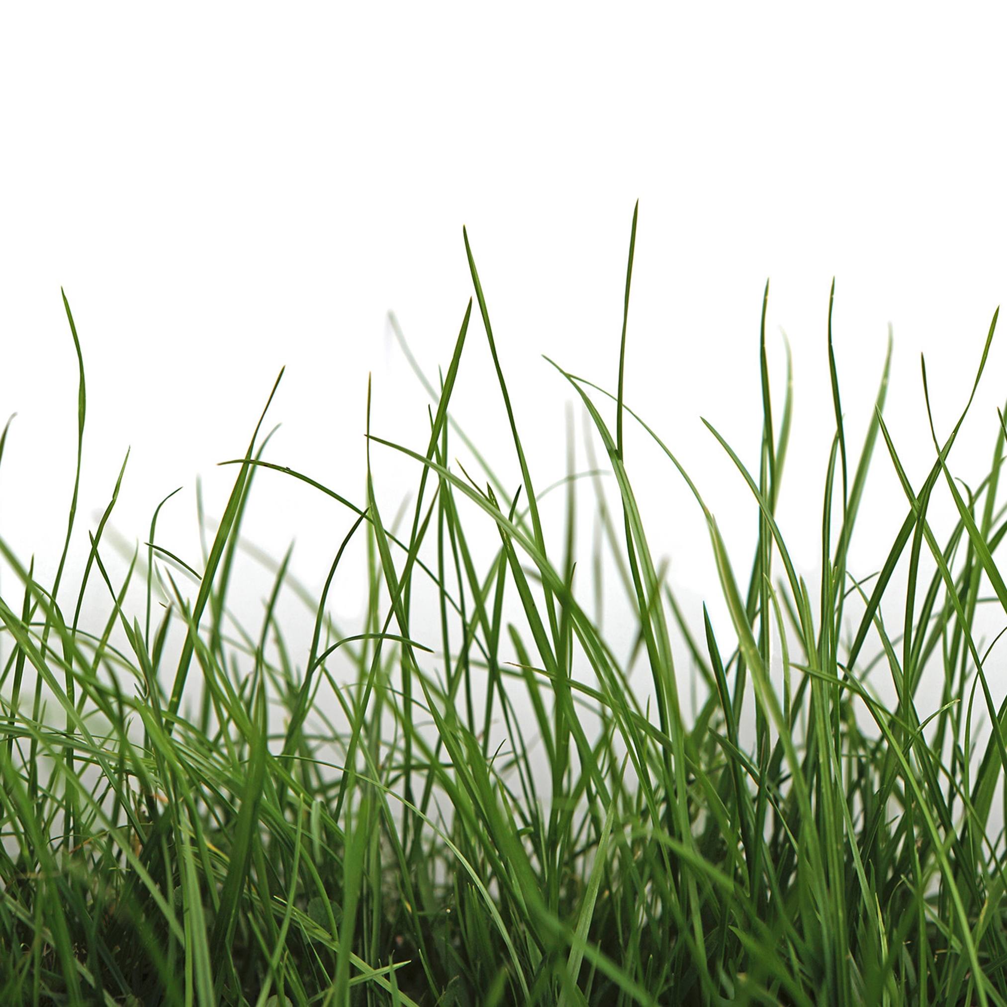 Display product Ap Digital 4 | Wallpaper DD109160 Green Grass from manufacturer Architects Paper