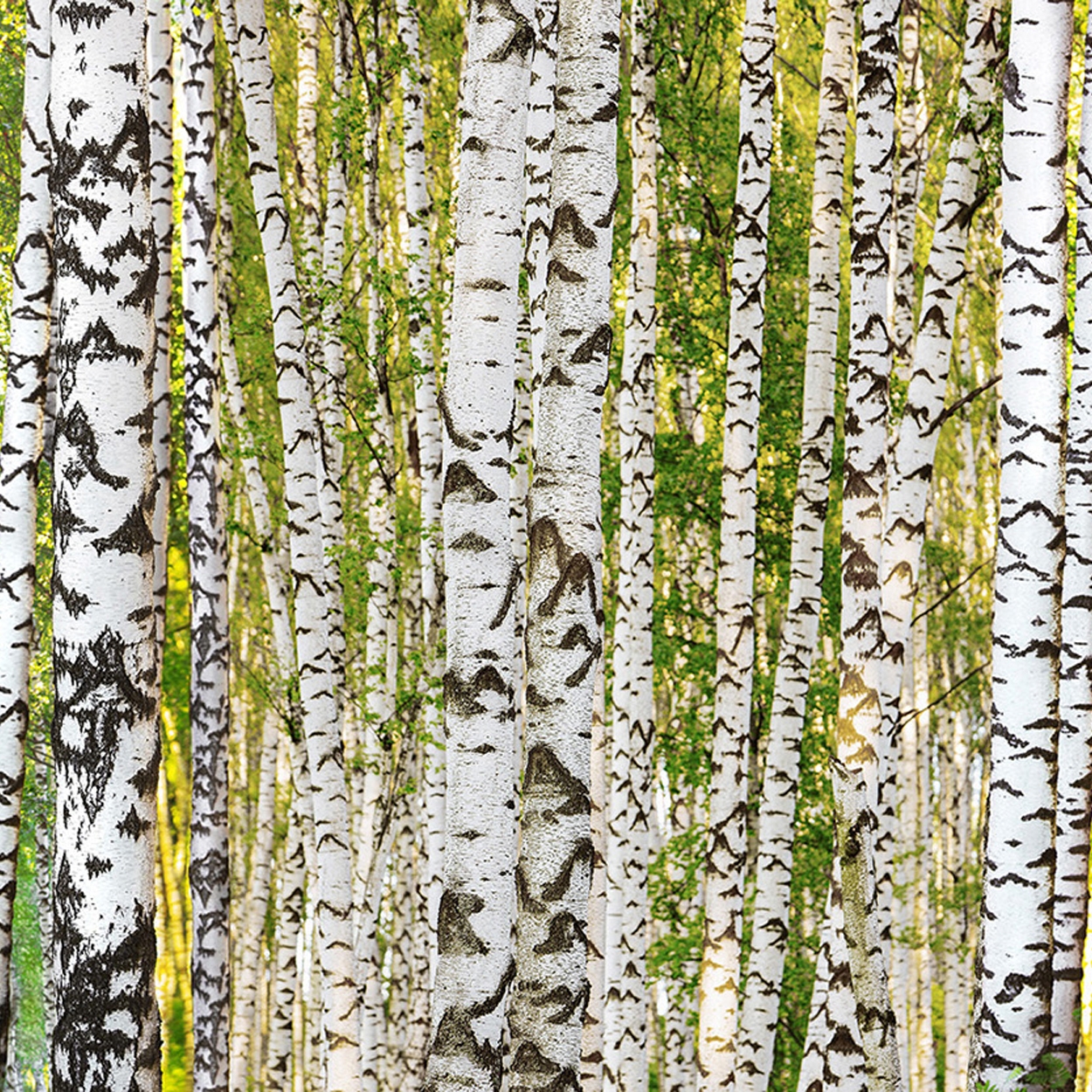 Display product Ap Digital 4 | Wallpaper DD109165 Birch Forest from manufacturer Architects Paper