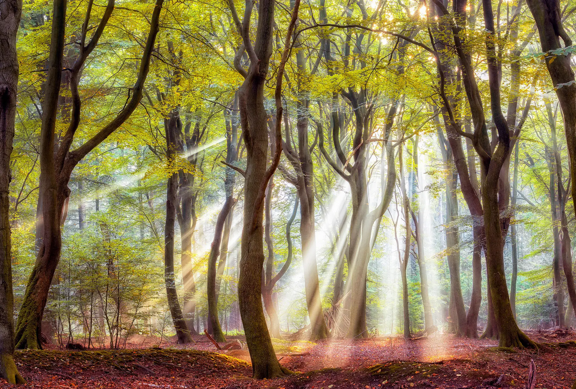 Architects Paper - Ap Digital 4 | Papel Pintado DD109295 Start To Fall