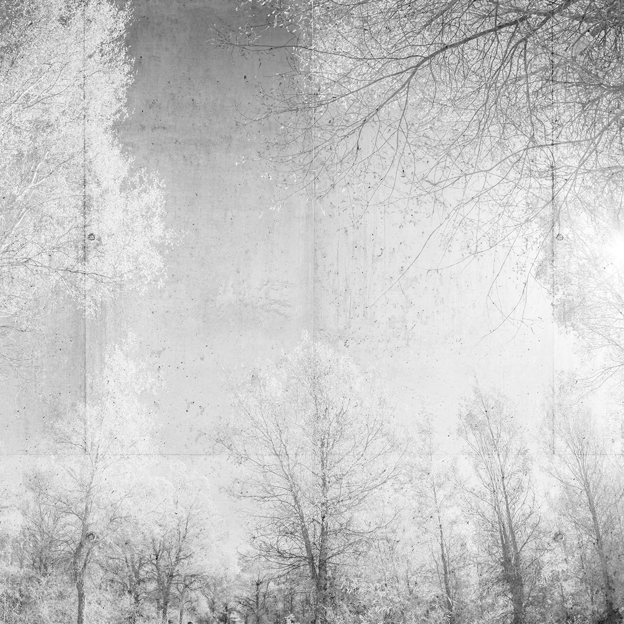 Mostra il prodotto Atelier 47 | Wallpaper DD118020 Forestglade1 del produttore Architects Paper