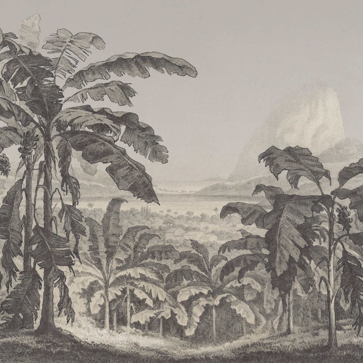 Display product AP Contract | Digital Printed Wallpaper | Banana Plants I DD120577 from manufacturer Architects Paper