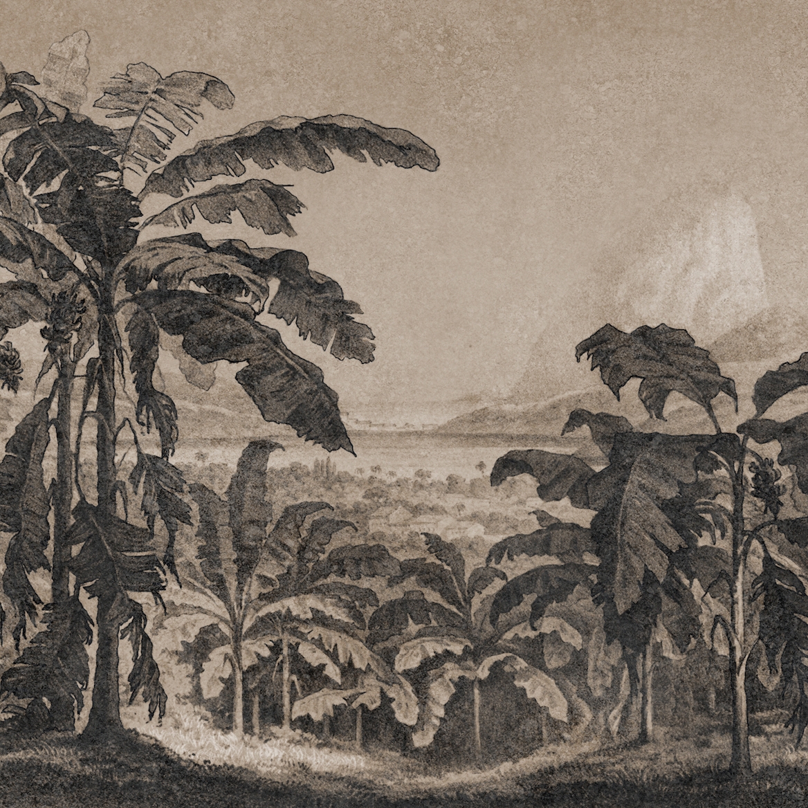 AP Contract | Digital Printed Wallpaper | Banana Plants II DD120578