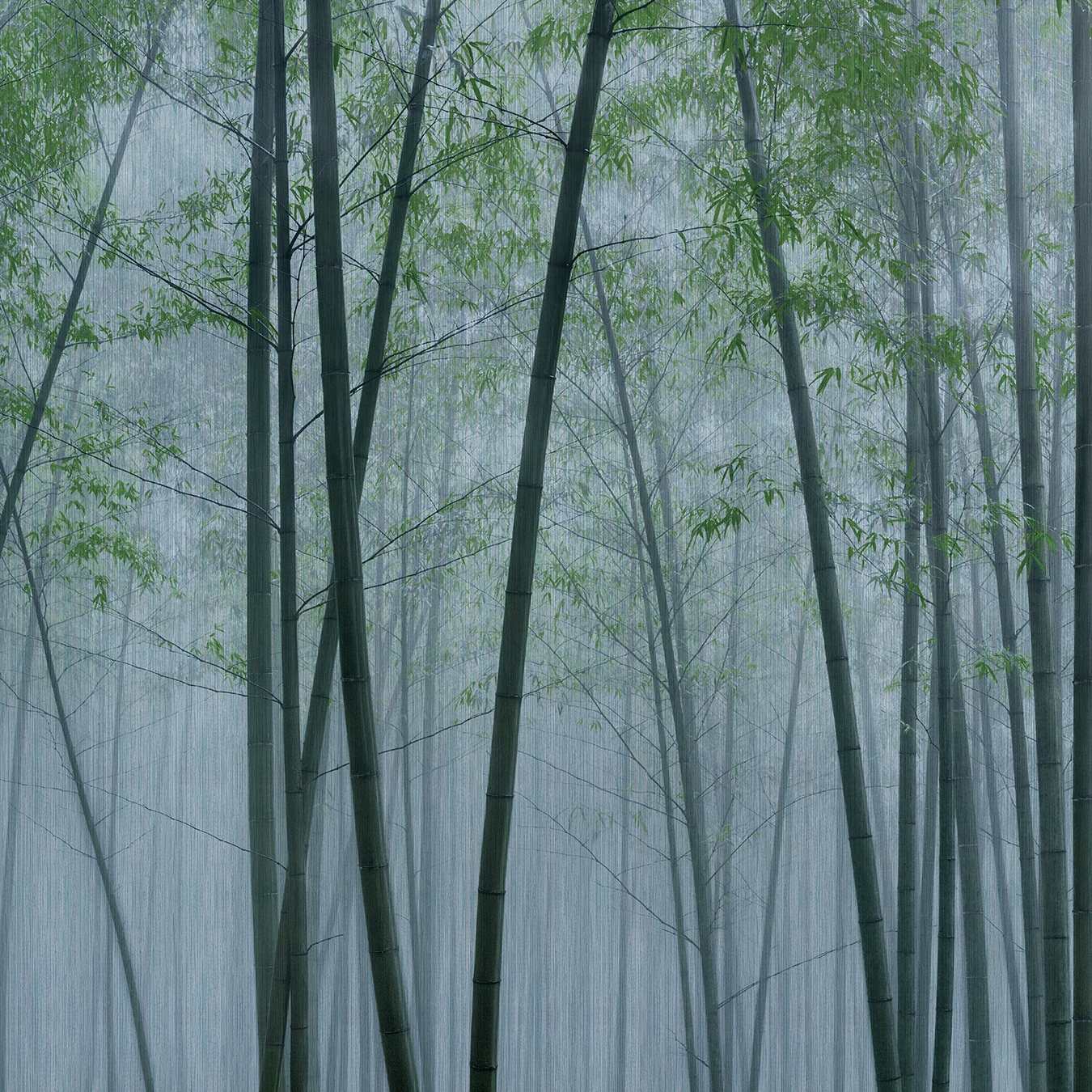 Produkt Walls by Patel 3 | Tapete in the bamboo 2 | DD122104 des Herstellers Architects Paper anzeigen