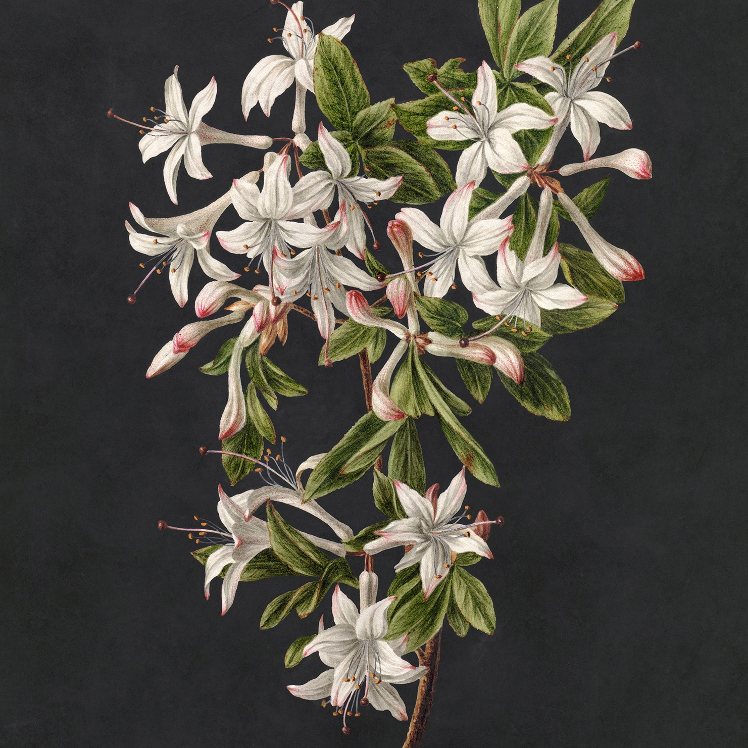 Vertoon produk Walls by Patel 3 | Wallpaper midnight garden 2 | DD122196 van vervaardiger Architects Paper