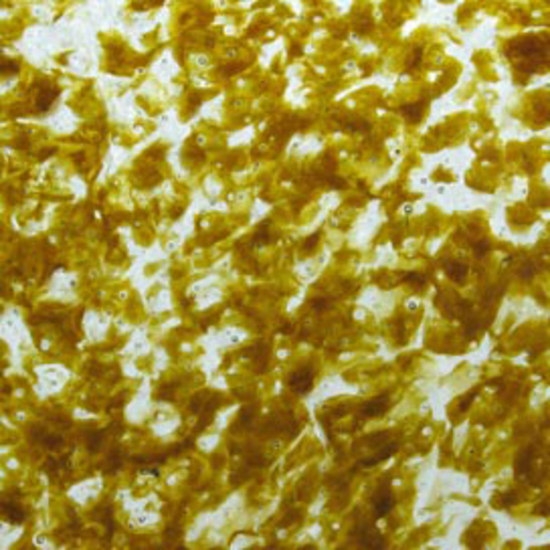 Display product AMBER_1_W glass wall tile from manufacturer Diamik Glass