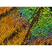 IRIDESCENT WOODS
