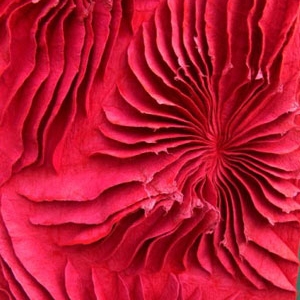 Vertoon produk I Fiori Di Cactus van vervaardiger Anneke Copier