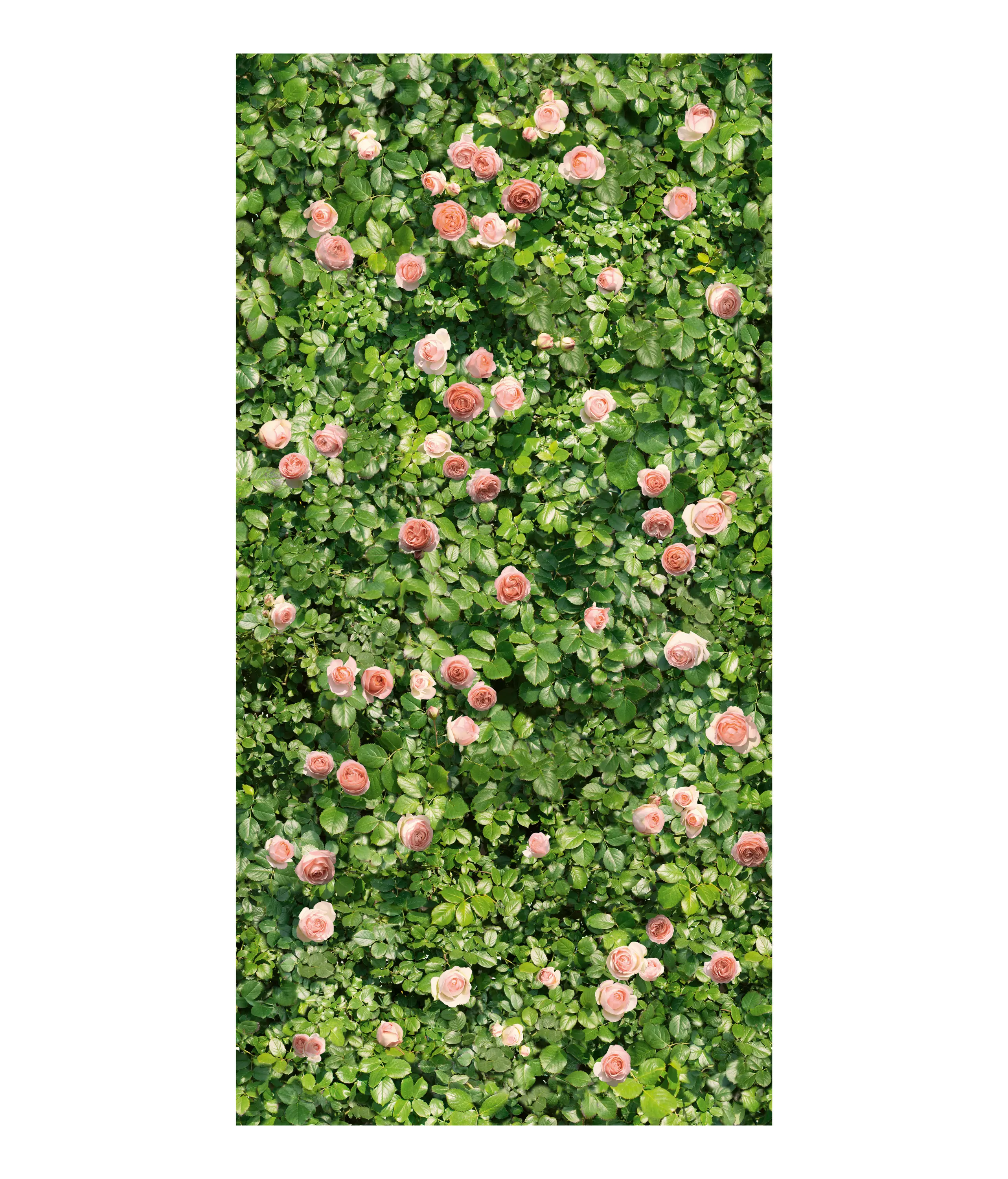 Casalgrande Padana - Limpha Coral Rose