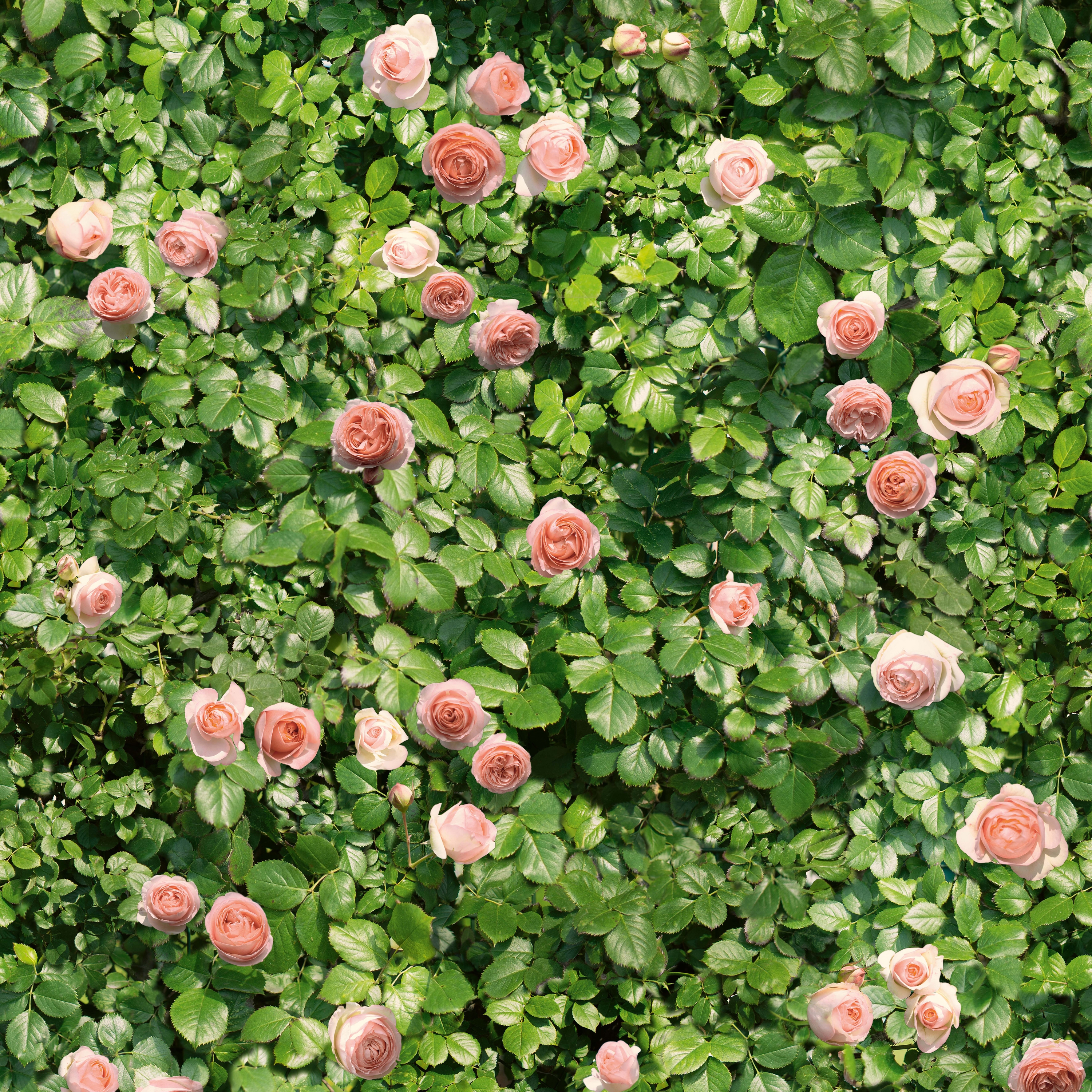 Limpha Coral Rose
