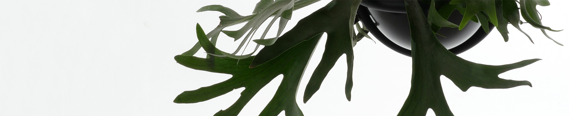 Descubrir el mundo del fabricante Atelier Haußmann