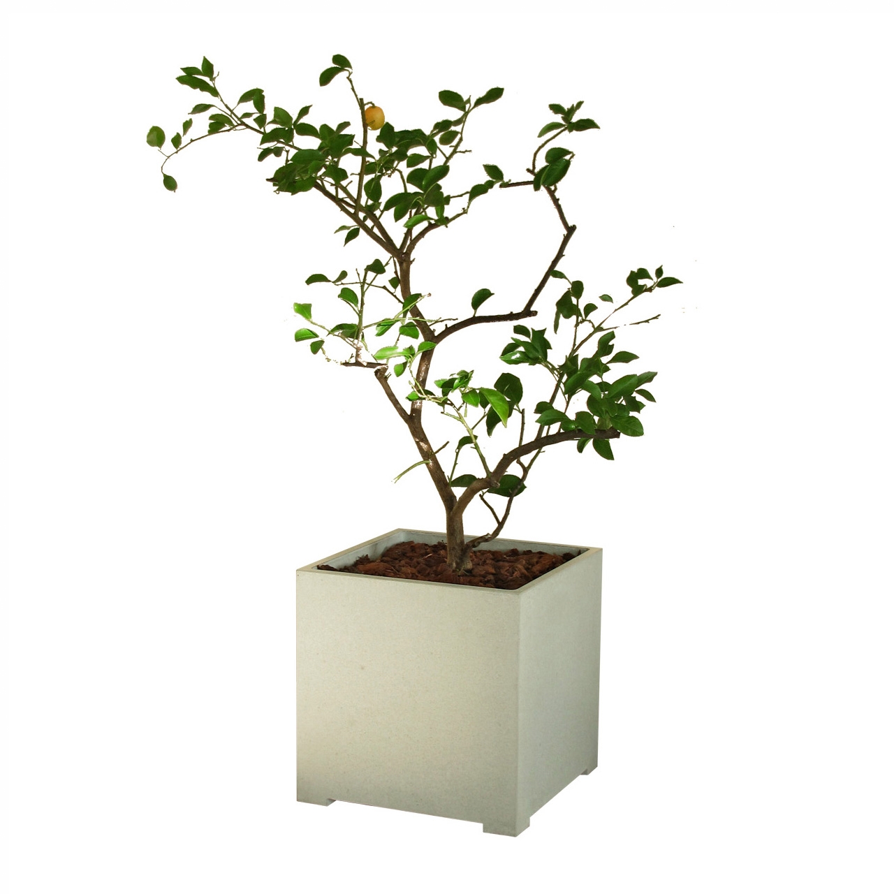 Display product Gongora from manufacturer OGGI Beton