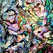 SEASHELL TILES/PANELS