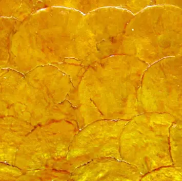 B-Matrix Group - Shell Tile Panel No.26