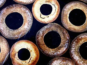 B-Matrix Group - Bamboo Resin Panel No.02