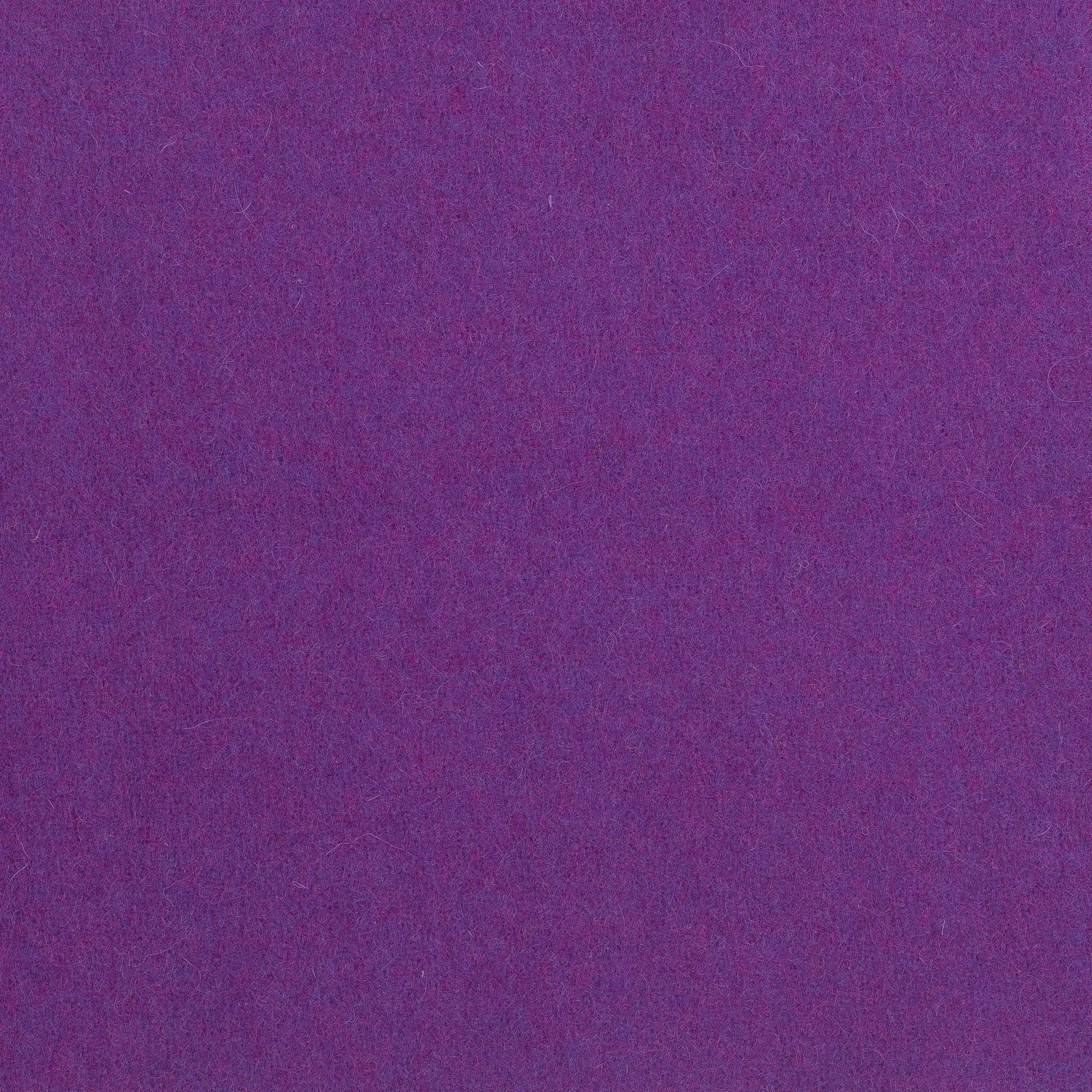 Bergen violet