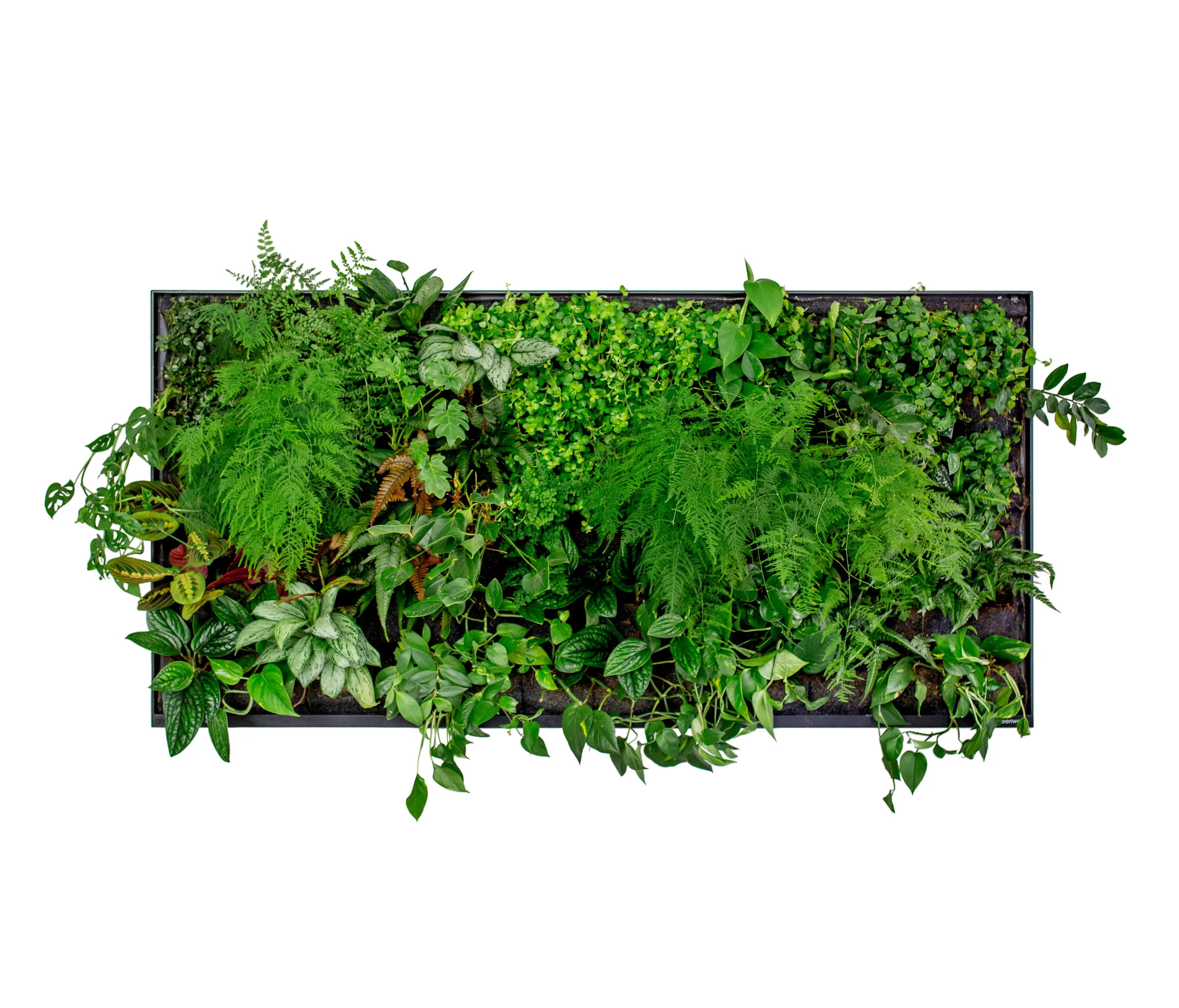 Greenworks - 2M2 Green Screen