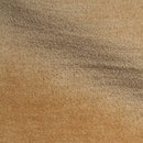 Gentle Camel