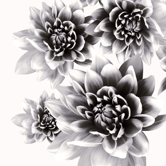 Display product Bloom from manufacturer Wall&decò