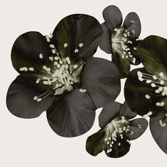 Display product Bloom from manufacturer Wall&decò