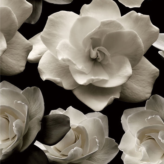 Produkt Bloom des Herstellers Wall&decò anzeigen