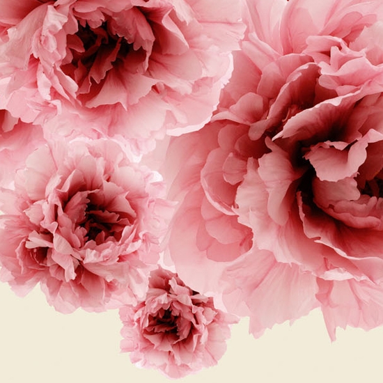 Vertoon produk Bloom van vervaardiger Wall&decò