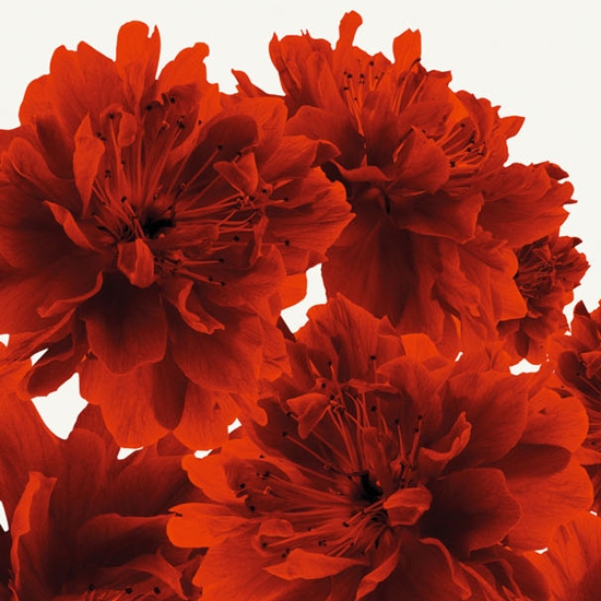 Afficher le produit Bloom du fabricant Wall&decò