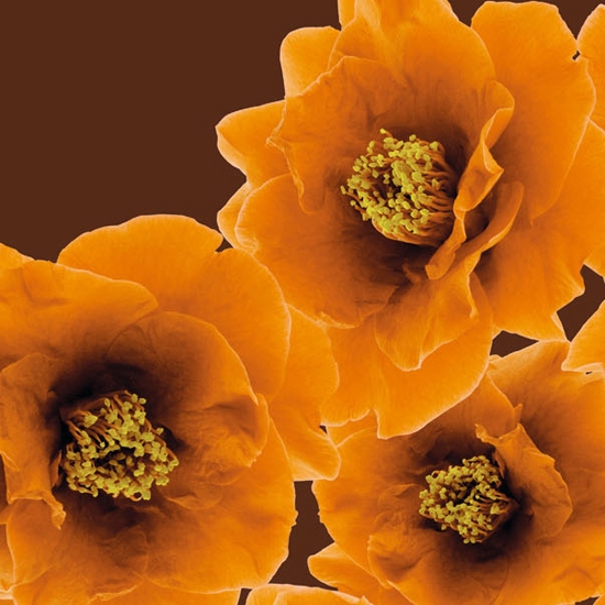 Produkt Bloom des Herstellers Wall&decò anzeigen