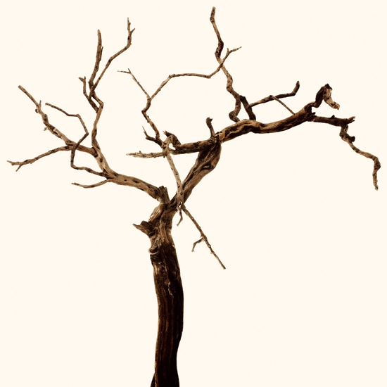Mostra il prodotto Cherry Tree del produttore Wall&decò