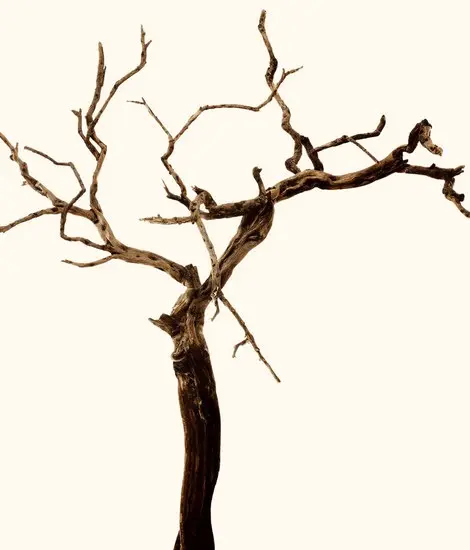 Wall&decò - Cherry Tree