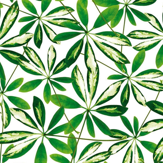 Produkt Jungle des Herstellers Wall&decò anzeigen