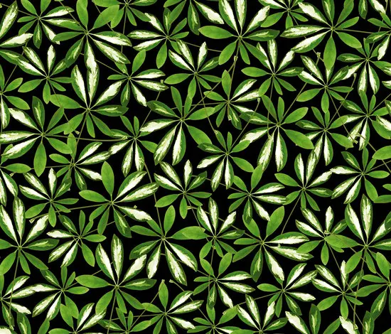 Wall&decò - Jungle