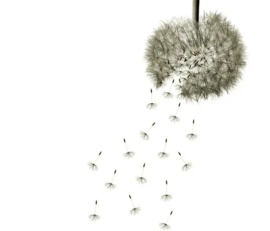 Wall&decò - Monsoon