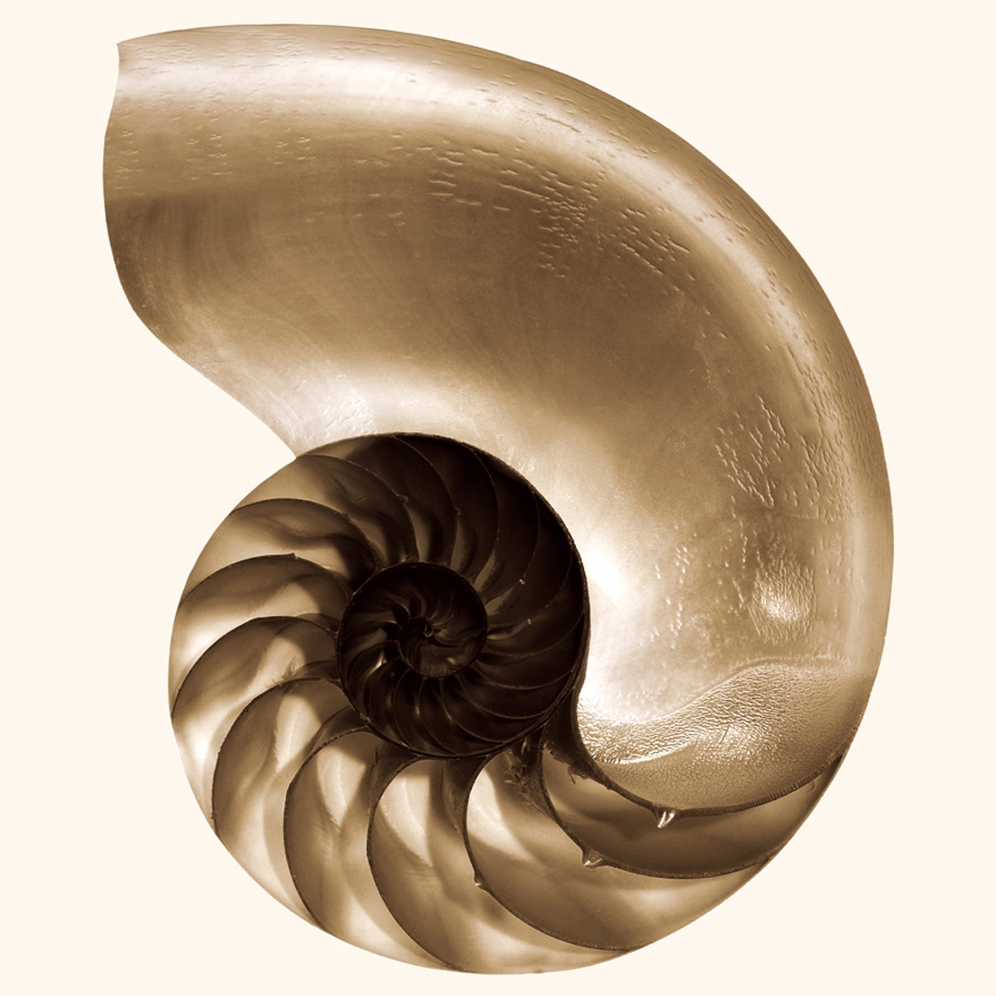 Afficher le produit Nautilus du fabricant Wall&decò