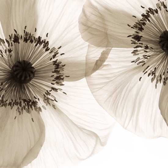 Opium