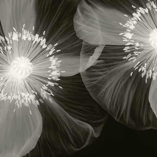 Opium