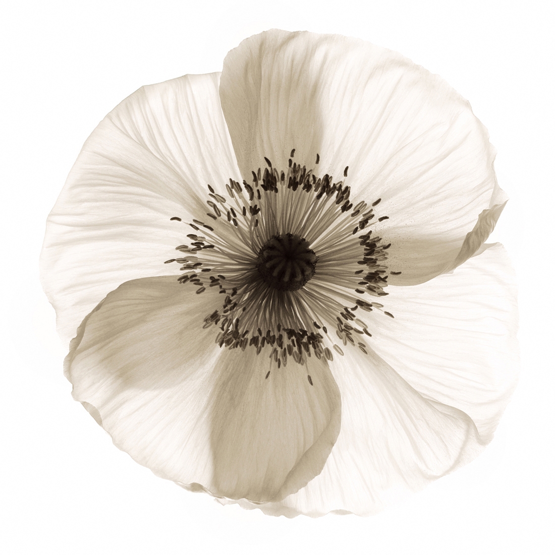 Afficher le produit Poppy du fabricant Wall&decò