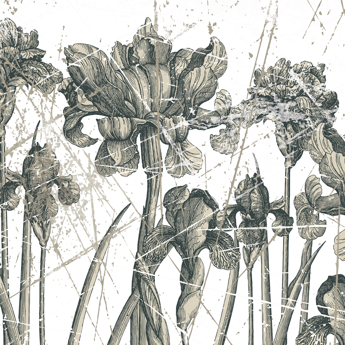Afficher le produit Herbarium du fabricant Wall&decò
