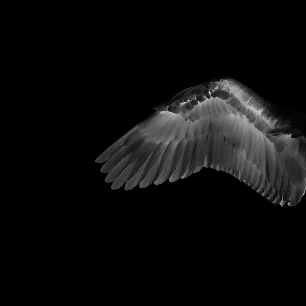 White Angel