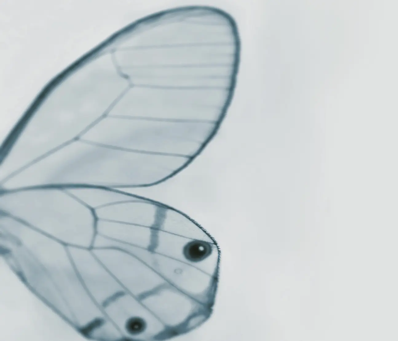 Wall&decò - Tiny Wing